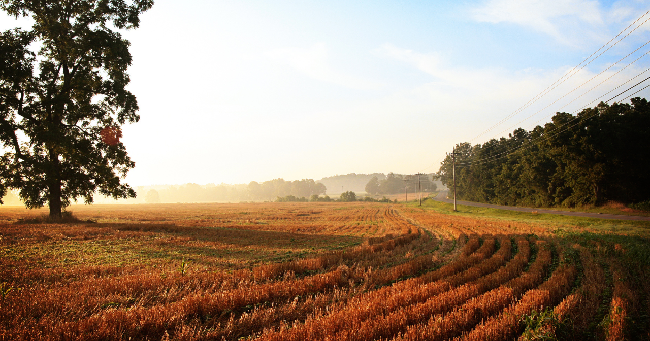 A field in rural Kentucky with the sun shining down on it as the mist clears. 