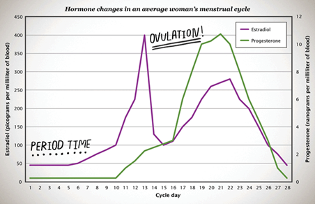 A line graph showing the hormonal changes in an average woman's menstrual cycle.